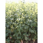 Mustard. 1/2 acre pack. 4.5kg. . No Stock until Feb 24